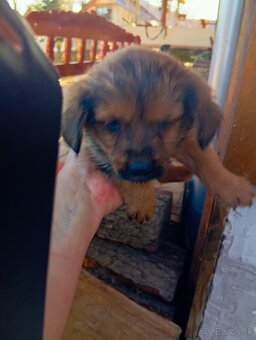 Predám 8-týždnové šteniatka 1 za 20€ - 6
