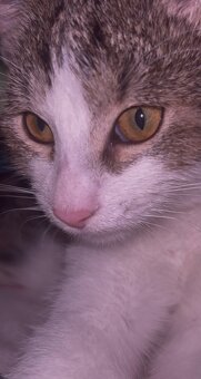 Darujem kocúrika - 6