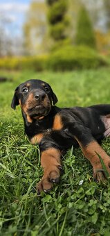 Doberman - 6