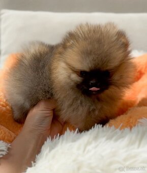 Pomeranian mini - 6