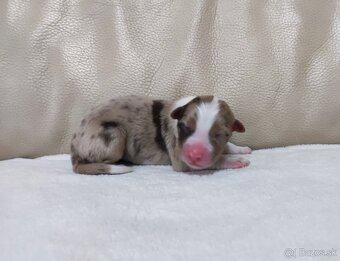 Austrálsky ovčiak - 6