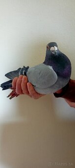 Poštové holuby - 6