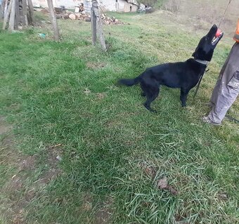 nemecký ovčiak - 6