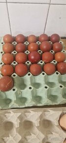 Nasadove vajcia - 6