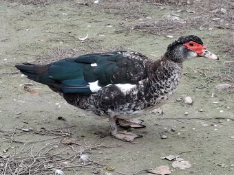 Pižmové kačice - 6