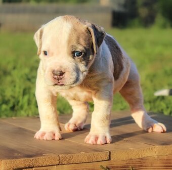 American Bully XL - 6