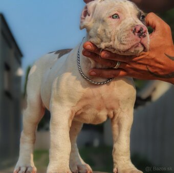 American Bully XL - 6