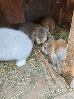 Predám králiky - 6