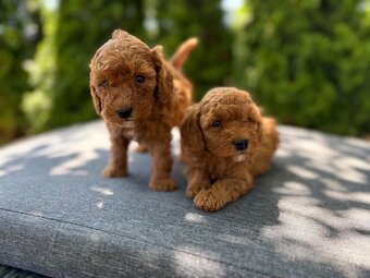 Pudel, pudlik toy/ trpaslik - 6