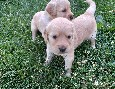 Zlatý retriever šteniatka - 6