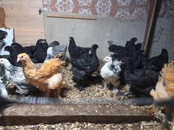 brahma, brahmanka,brahmanky, brahmanka velka - 6