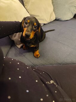 Predám šteniatko - 6