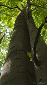 Les na predaj Bodovce - 6