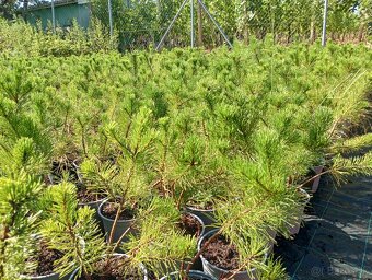 Borovica horská (kosodrevina) - 6