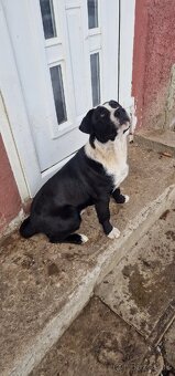 Darujem šteniatka - 6