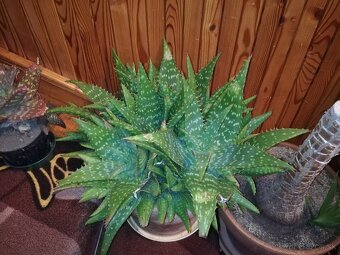 Kaktus ,Aloe - 6