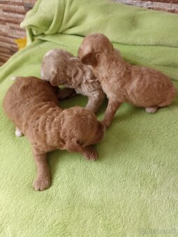 Maltipoo - 6