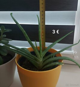 Aloa pravá - Aloe vera - 6