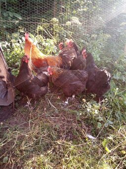 Predám NÁSADOVÉ VAJ. - 6