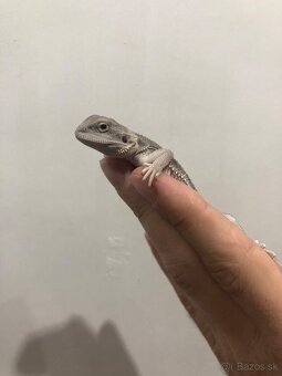 Hypo zero, Agama bradatá - 6