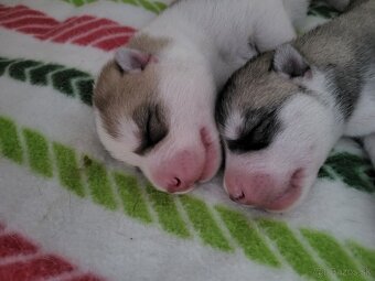 Prijímame rezervácie na šteniatka Sibírskeho Husky na jeseň - 6