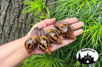 Africké slimáky Achatina achatina standard / Achatina Snails - 6