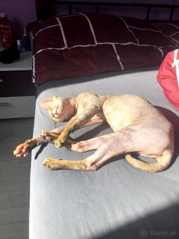 Sphynx - 6
