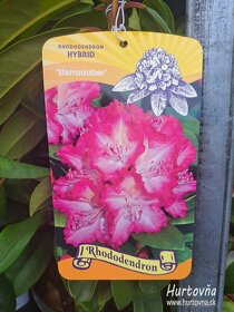Predám rododendrony - rhododendron - 6