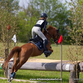 Sportovní pony klisna - 6