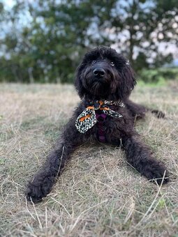 Labradoodle F1B - 6