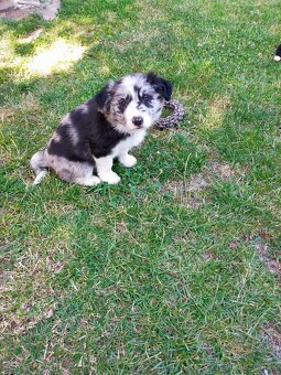 Steniatka Border Collie ( kolia ) k odberu - 6