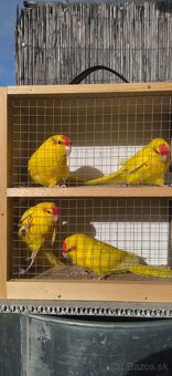 Kakariky - 6