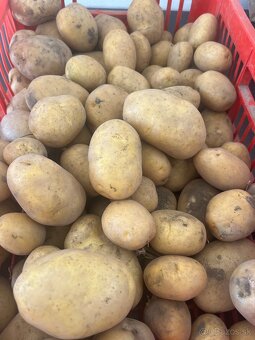 Uhorky nakladačky,cesnak domáci ,cvikla na zaváranie,cibuľa - 6
