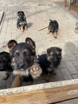 Nemecky ovčiak. - 6