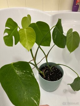 Monstera albo - 6