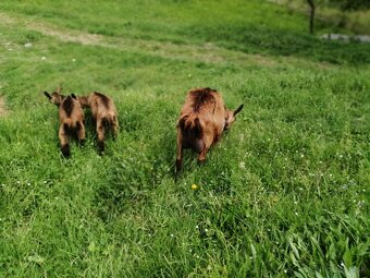 3 bezrohé kozy na spásanie záhrady+zámena aj za obilie - 6