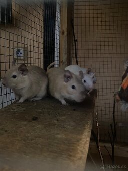 Osmak degu - 6