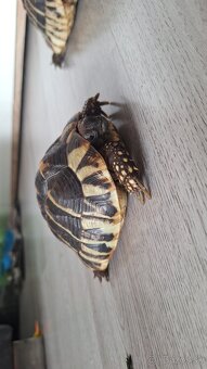 🐢 Predám 2 suchozemské korytnačky (cca 8 rokov) + vybavenie - 6