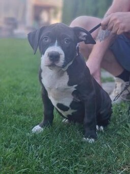 J&K bullys "ponúkame na predaj American bully XL - 6