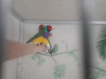 Amadina Gouldova - 6