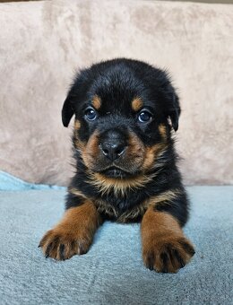 ROTVAJLER - šteniatka s PP - 6