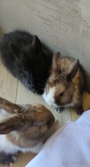 Zakrslý králík - 6