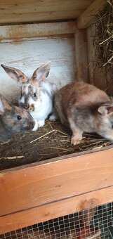 Burgundský králik, dalmatínsky rex - 6