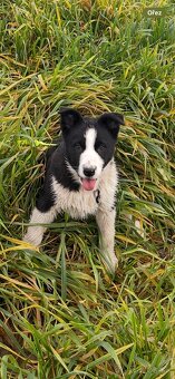 Karelský medvědí pes - 6