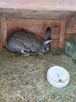 Belgicke obry Samice - 6