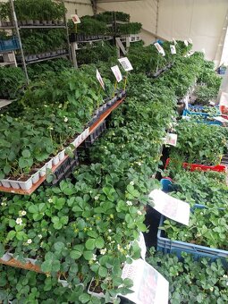 Planty ,priesady,paprika,rajčina,uhorky,cukety - 6