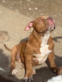 American Bully - 6
