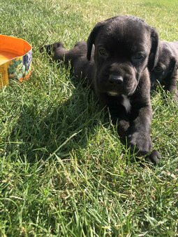 Staford-cane corso - 6
