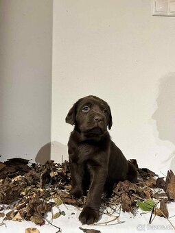 Labrador čokoladový - 6