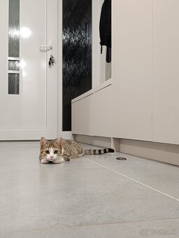 Darujem mačiatko - 6